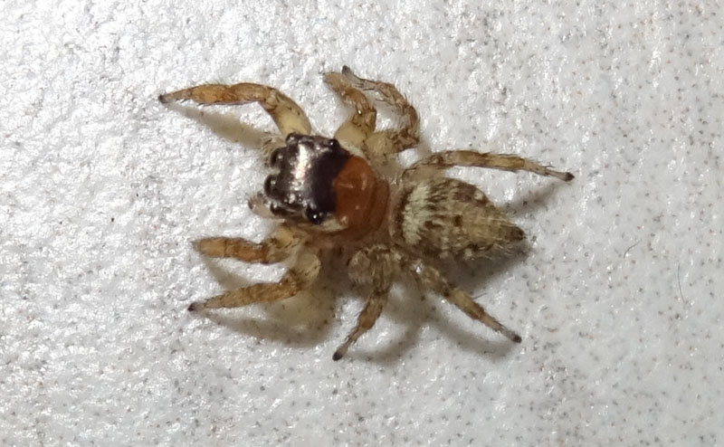 Evarcha Jucunda - Salticidae
